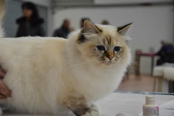 hera des arabics stars - sacro di birmania seal tortie tabby